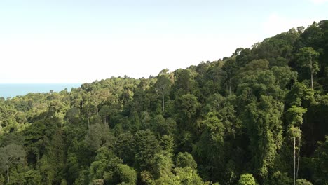 Aerial-dolly-tilt-up-shot,-green-dense-lush-tropical-forest