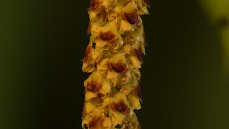 Cylindrical-flower-cluster-of-a-European-white-birch-called-catkin