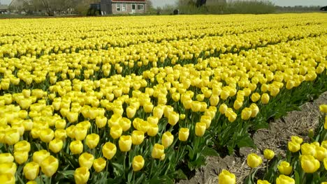 Tierras-De-Cultivo-Holandesas-Icónicas-Con-Tulipanes-Amarillos-Y-Molino-De-Viento-Tradicional,-Cinematográfico