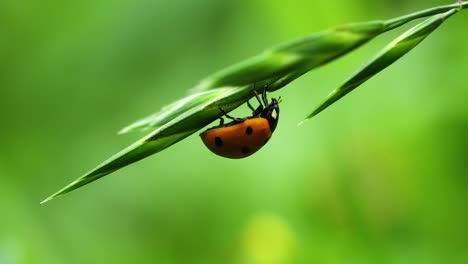 Close-up-Macro-video-of-a-ladybug-upside-down-on-a-plant