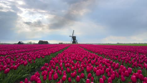 Scenic-sunlight-at-famous-tulip-fields-with-iconic-Dutch-Windmill