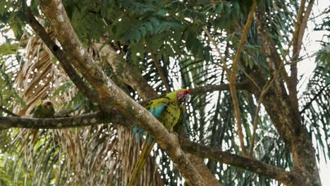 Great-Green-Macaw-Birds-Perching-And-Grooming-On-A-Tree-In-The-Forest-At-Daytime---low-angle-shot