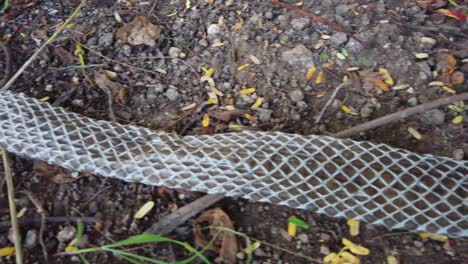 The-Indian-rat-snake,-Ptyas-mucosa-also-known-as-Dhaman-snake-shed-skin-on-the-ground
