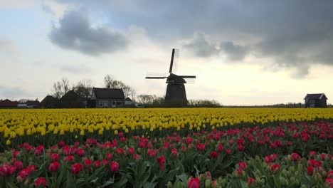 Sunrise-at-iconic-Dutch-countryside-with-tulips-and-classic-windmill