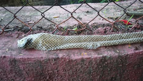The-Indian-rat-snake,-Ptyas-mucosa-also-known-as-Dhaman-snake-shed-skin-on-a-wall
