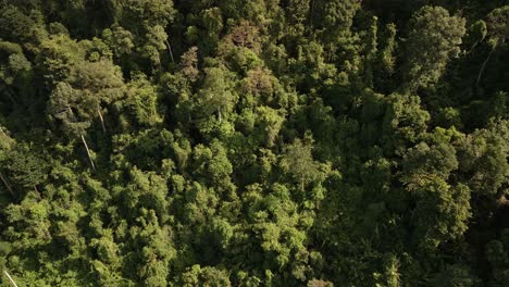 Aerial-down-shot-of-green-dense-lush-tropical-forest