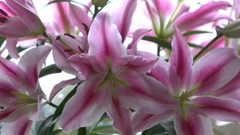 Bright-Pink-Lily-bunch.-Close-up