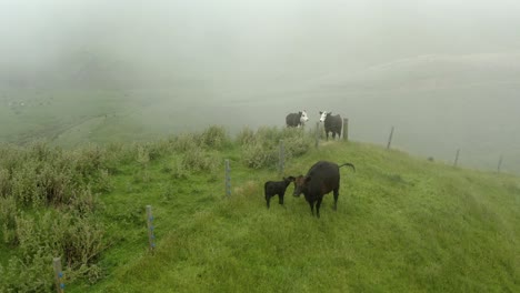Mother-Aberdeen-Angus-cow-with-calf-and-two-Black-Hereford-on-hill-in-mist