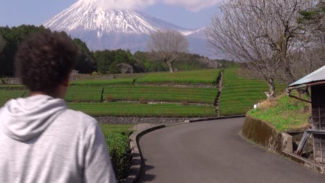 Slow-tilt-up-over-Obuchi-Sasaba-green-tea-fields-with-snowy-Mount-Fuji