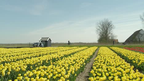 Dutch-countryside-in-spring-with-famous-colorful-tulips,-North-Holland