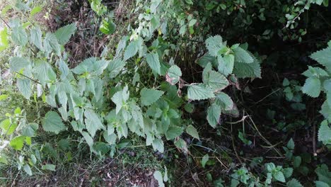 Plantas-De-Ortiga-Silvestre-Balanceándose-Con-La-Brisa-En-Un-Día-Soleado