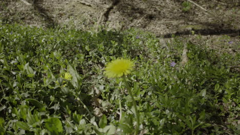 Close-up-shot-of-dandelion-flower-grows-in-the-wild-in-early-spring