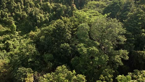 slow-Aerial-shot-of-green-dense-lush-tropical-forest