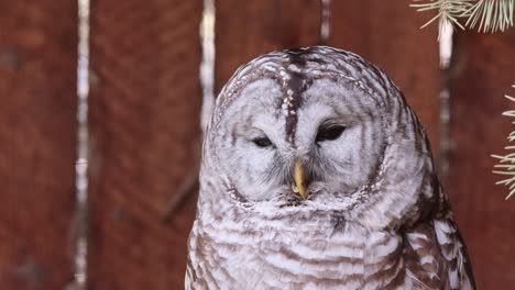 Sleepy-Barred-Owl-with-beautiful-plumage-pattern-turns-head-to-camera