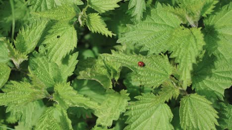 Colorful-little-ladybug-perched-peacefully-on-a-green-nettle-leaf