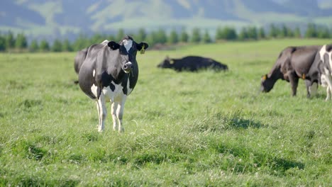Vaca-Lechera-Mirando-A-La-Cámara-En-Un-Día-Soleado-En-Tierras-De-Cultivo-De-Nueva-Zelanda
