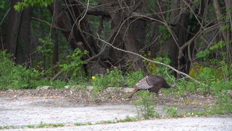Wild-Turkey-Pecking-the-Ground-and-Walks-Into-Woods
