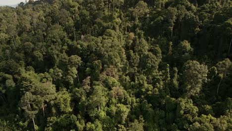 Luftaufnahme-Des-Grünen-üppigen-Tropischen-Dschungels-Auf-Der-Insel-Koh-Chang-In-Thailand