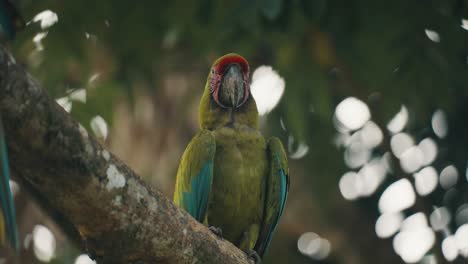 Nahaufnahme-Eines-Wunderschönen-Großen-Grünen-Aras-Im-Dschungel-Von-Costa-Rica