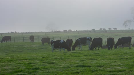 Neuseeland-Grasland-Mit-Einheimischen-Holsteiner-Milchkühen,-Die-Im-Nebel-Weiden