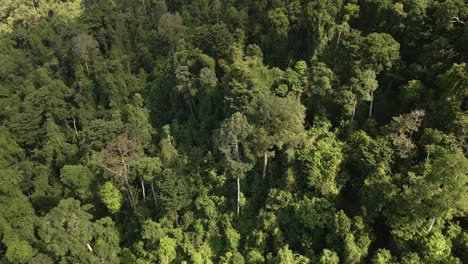 Aerial-descending-shot-of-green-dense-lush-tropical-forest