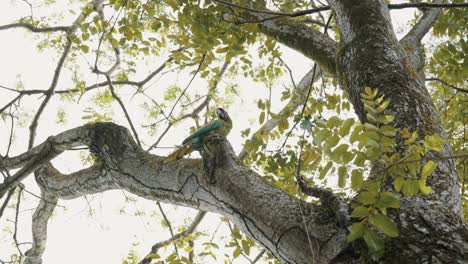 Un-Gran-Pájaro-Guacamayo-Verde-Descansando-En-El-árbol-En-El-Bosque---Tiro-De-ángulo-Bajo