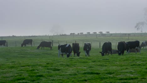 Nebliger-Tag-Auf-Dem-Land-Von-Neuseeland-Mit-Einer-Herde-Grasender-Milchkühe