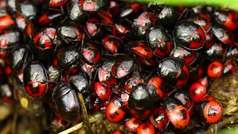 Extremely-closeup-macro-video-of-red-and-black-stinkbug-nymphs