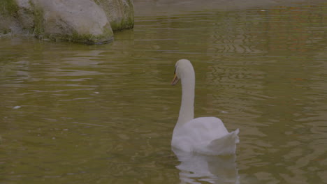 Un-Solo-Cisne-Mudo,-De-Color-Blanco,-Nada-En-El-Estanque