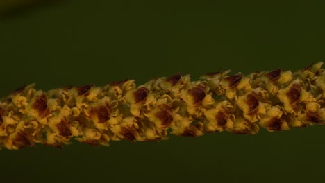 Macro-of-birch-catkin,-a-cylindrical-cluster-of-pollen-producing-male-flowers