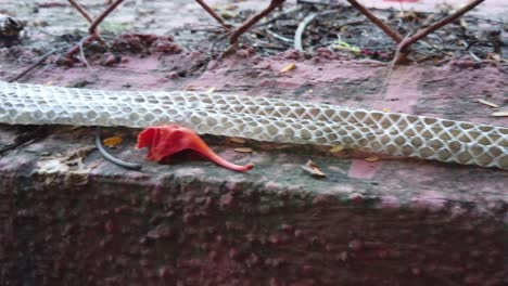 The-Indian-rat-snake,-Ptyas-mucosa-also-known-as-Dhaman-snake-shed-skin-on-a-wall
