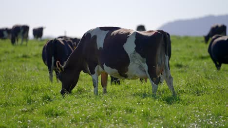 Vaca-Negra-Y-Blanca-Pastando-Hierba-Fresca-El-Día-De-Verano-En-Un-Prado-Tranquilo