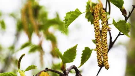 Close-up-of-white-birch-in-a-spring,-with-fresh-unfurled-leaves,-small-erect-female-catkins,-and-drooping-male-catkins