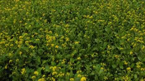 Amazing-view-of-Mustard-seed-flowers-in-the-field-in-Punjab-area