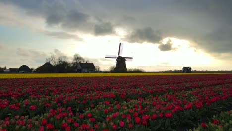 Bright-sunrise-at-Dutch-Noorder-G-Windmill-with-famous-tulip-field