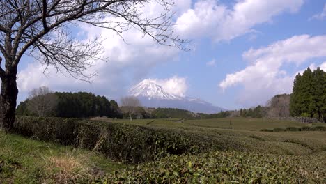 Impresionantes-Paisajes-En-El-Monte-Fuji-Con-Campos-De-Té-Verde