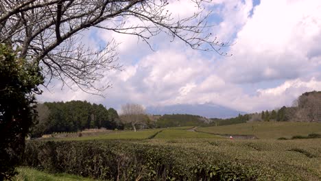 Schöne-Landschaft-Auf-Grünen-Teefeldern-In-Japan-Am-Bewölkten-Tag