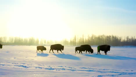 direct-sunlight-sunrise-as-herd-of-buffalo-walk-acros-a-winter-snow-covered-forest-plain-with-their-offspring-calves-in-various-sizes-of-bison-while-they-trek-one-behind-the-other-in-blue-skies-1-3