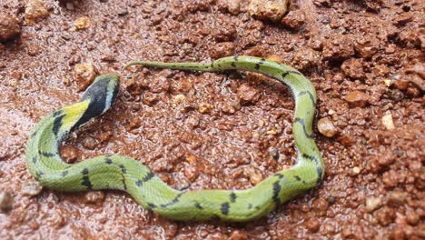 The-Indian-grass-snake-or-Green-keelback-,-is-a-non-venomous-species-of-snake,-with-its-beautiful-patterned-skin,-found-in-parts-of-Asia---known-as-Gavtya-snake-in-most-parts-of-India