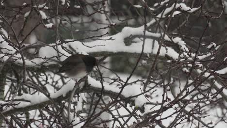 A-Dark-eyed-junco-bird-resting-on-snow-covered-branches-during-a-light-snowfall-in-Canada