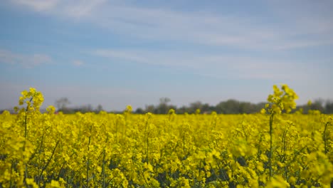 Rapeseed-field-blooming-yellow-in-light-wind-and-nice-weather-50fps