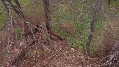 Broken-foundation-of-old-homestead-in-drone-ascend-over-orchard-view