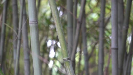 Bamboo-tree-poles-stems-At-Namsan-Park-In-Seoul,-South-Korea