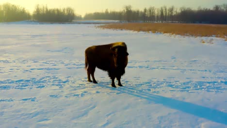 winter-reflecting-buffalo-paused-looking-to-the-left-then-looking-forward-and-walking-casually-along-a-path-covered-in-snow-during-a-winter-sunny-sunrise-in-an-open-plain-with-trees-in-the-horizon