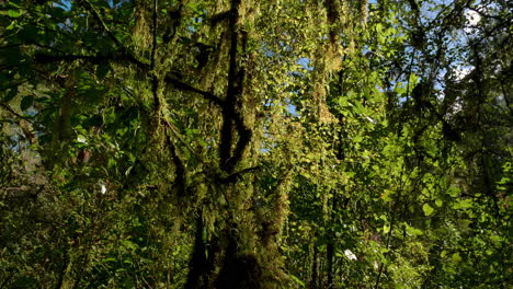 Majestätischer-Stetiger-Schuss-Wunderschöner-Blühender-Bäume-An-Sonnigen-Tagen-Im-Dschungel-Von-Neuseeland