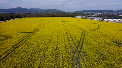 High-Drones-flight-over-a-rapeseed-field-at-fast-speed-on-a-beautiful-day-with-blue-sky