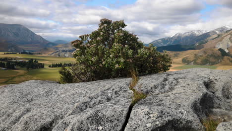 Pan-shot-of-growing-plant-on-limestone-and-epic-scenic-mountain-landscape-in-backdrop
