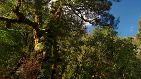 Mystic-tracking-shot-of-overgrown-mossy-tree-against-blue-sky-in-deep-wild-forest-of-New-Zealand