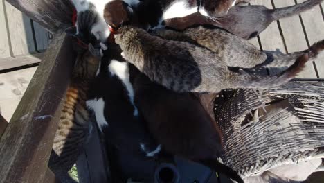 Overhead-shot-of-many-cats-eating-from-same-bowl-outdoor