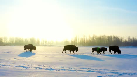 winter-snow-covered-path-of-a-closeup-of-a-herd-of-buffalos-with-their-baby-offspring-bison-calves-walk-closely-with-each-duirng-a-sunrise-lens-flare-of-a-big-sunny-sun-reflecting-with-shadows-3-3